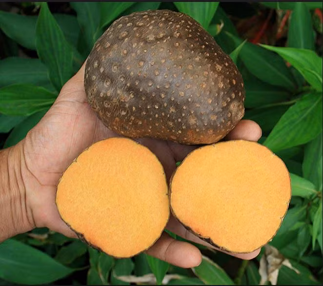 Khoai tây dây leo sinh trưởng rất nhanh, khoảng trên 20cm mỗi ngày. Cây thường ra quả vào mùa thu và mùa đông. Ảnh Flickr.