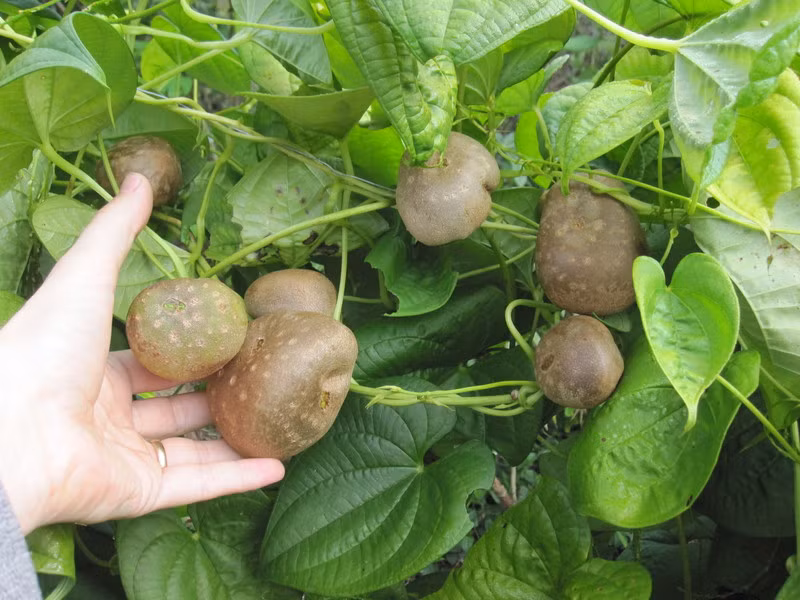  Khoai tây dây leo có nguồn gốc từ Trung Quốc. Hiện giống khoai tây này đã có mặt ở nhiều nơi trên thế giới, trong đó có Việt Nam. Ảnh theferns.