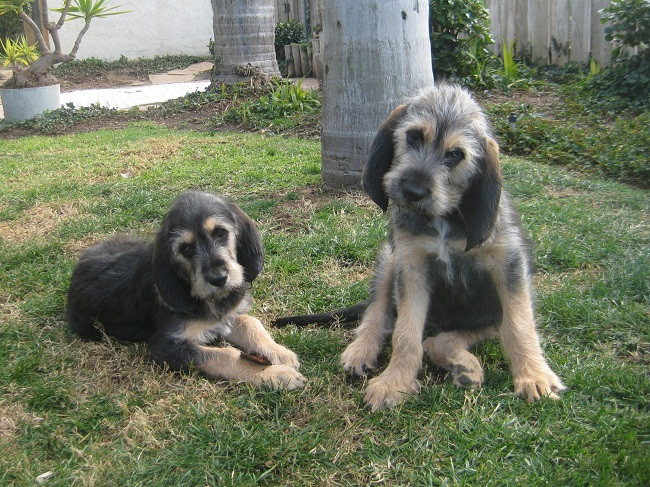Chó săn rái cá có tuổi thọ trung bình từ 10 - 13 năm. Loài chó thông minh này rất thích bơi lội và săn bắn. Ảnh 101dogbreeds.