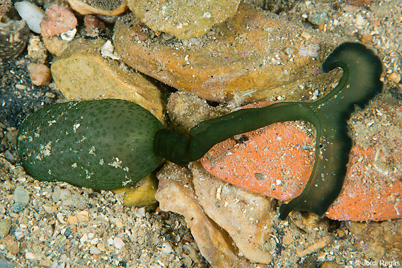 Sau đó, ấu trùng Bonellia viridis sẽ phát triển thành con cái và sản sinh ra độc tố gọi bonellin - loại chất tạo ra màu xanh lá cây của con giun cái. Ảnh cibsub.