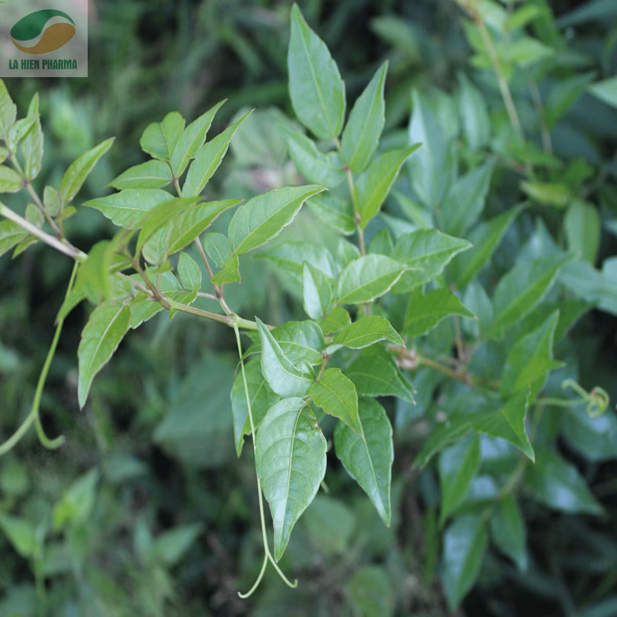 Cây chè dây thuộc họ nho, mọc hoang ở trong rừng. Nó còn có tên gọi khác là bạch liễm. Ảnh lahien.