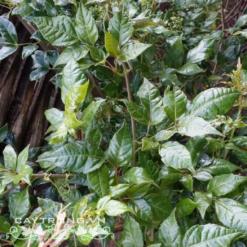 Ở Việt Nam, cây chè dây phân bố ở các tỉnh Cao Bằng, Lạng Sơn, Quảng Ninh, Hà Nội, Ninh Bình, Quảng Nam, Đà Nẵng, Kon Tum, Gia Lai, Lâm Đồng, Ninh Thuận, Đồng Nai. Ảnh caytrong.