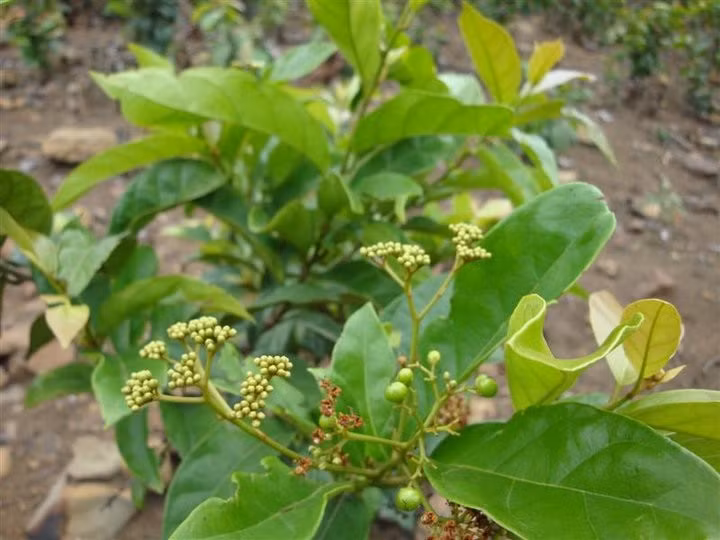 Cây chè dây có đặc điểm dễ nhận biết đó là khi phơi khô thường có màu trắng mốc trên bề mặt lá do nhựa cây tiết ra trong quá trình chế biến. Ảnh duoclieuvietnam.