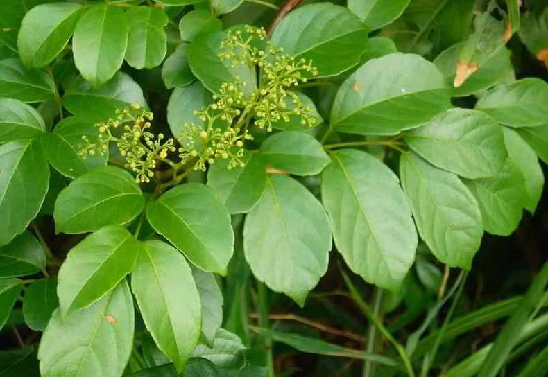 Cây chè dây có tác dụng kháng viêm và giải độc mạnh, có hiệu quả đặc biệt với các bệnh lý về dạ dày. Ảnh blogios.