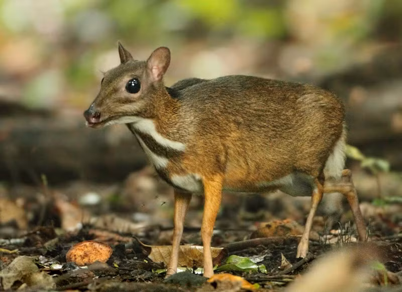 Cheo cheo Nam Dương có ngoại hình giống hoẵng và hươu. Toàn thân phủ lông màu nâu đỏ, bộ lông bóng mượt, vùng ngực và dưới bụng có 3 vệt lông trắng song song với thân. Ảnh ydvn.