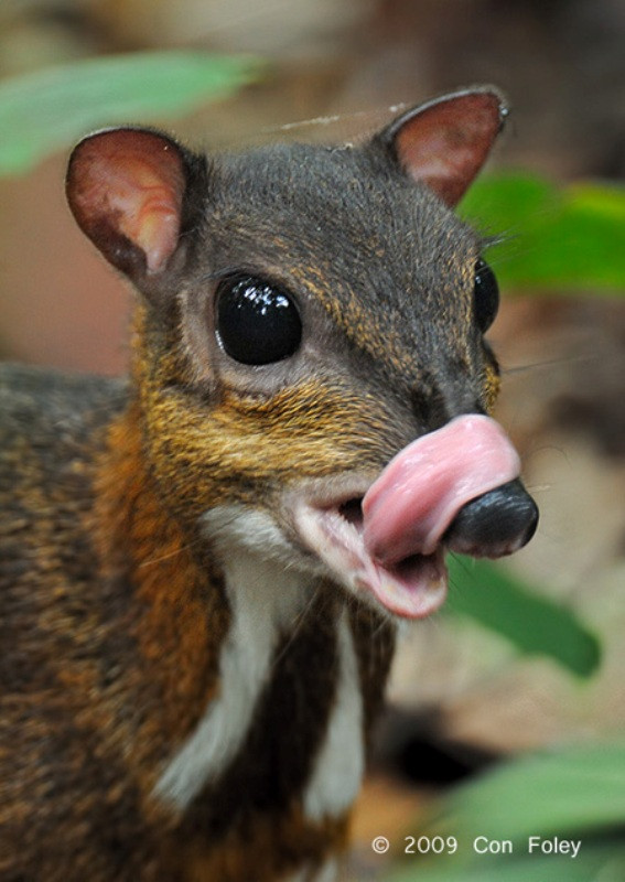 Thức ăn yêu thích của cheo cheo Nam Dương là các loại quả. Ngoài ra, chúng còn ăn lá, chồi, thân non, hoa, hạt, củ, cỏ, nấm, côn trùng (sâu, nhộng), xác động vật. Ảnh suckhoemoitruong.