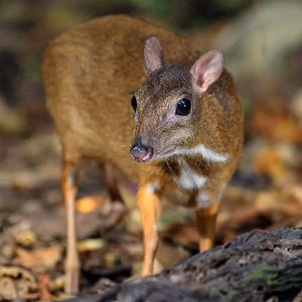 Cheo cheo Nam Dương là động vật sống và kiếm ăn đơn độc. Chúng ghép đôi vào tháng 9-12 hàng năm. Cheo cheo cái mang thai 120 ngày và đẻ 1 con/lứa. Ảnh suckhoemoitruong.