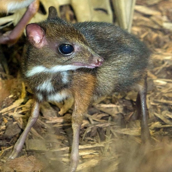 Cheo cheo Nam Dương là loài động móng guốc nhỏ nhất thế giới với chiều dài thân khoảng 0,4m - 0,5m, trọng lượng trung bình 1300 - 2300g. Ảnh suckhoemoitruong.