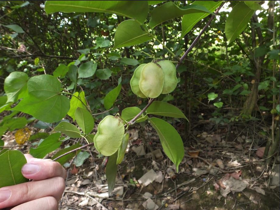 Cóc kèn có thể được sử dụng như một loại cây thuốc để chữa đau răng, sốt rét kinh niên, trị ho và kiết lỵ. Ảnh flickr.