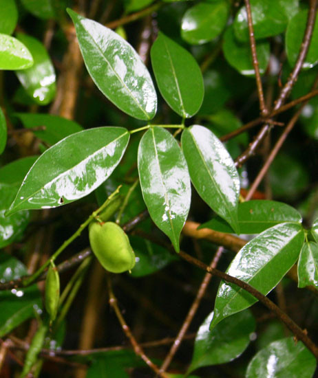 Ở nước ta, cây cóc kèn thường mọc hoang ở các bờ sông vùng nước lợ. Ảnh mpbd.