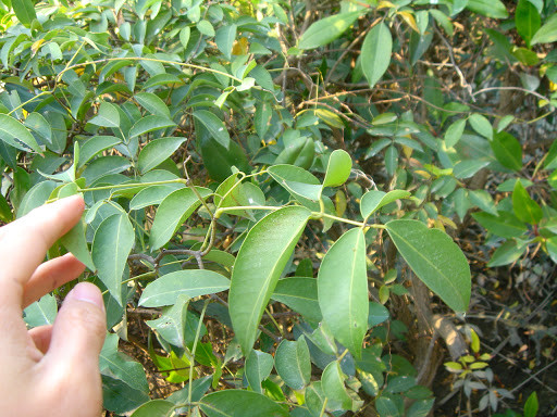 Cóc kèn là loại cây dây leo, có thể đạt tới độ dài 8m - 15m. Lá cây hình bầu dục, hoa màu trắng, quả dẹp. Đôi khi cây có thể mọc thành bụi um tùm. Ảnh ggpht.