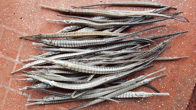 Cá lìm kìm nước ngọt có nhiều dài ngắn hơn so với cá lìm kìm nước lợ, chỉ khoảng 1 tấc trong khi cá lìm kìm nước lợ có thể dài tới 3 - 4 tấc. Ảnh cand.