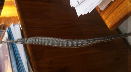 Cá lìm kìm thường xuất hiện vào mùa nước nổi ở Đồng bằng sông Cửu Long. Ảnh mediacdn.