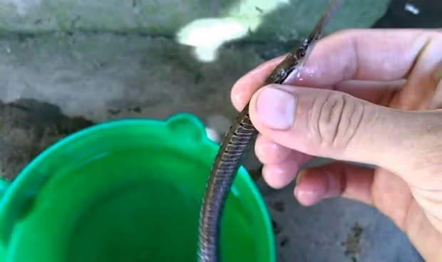  Cá lìm kìm là loài cá sống cả ở môi trường nước lợ và nước ngọt. Loài cá này có thân hình trụ suôn dài hoặc hơi dẹp ngang, màu trắng trong, mỏ dài như cây kẹp. Ảnh phapluatplus.