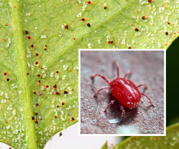 Nhện đỏ có kích thước rất nhỏ từ 0,18cm – 0,35cm nên rất khó phát hiện bằng mắt thường. Kích thước của con nhện đực nhỏ hơn con cái. Ảnh hoahongleo.