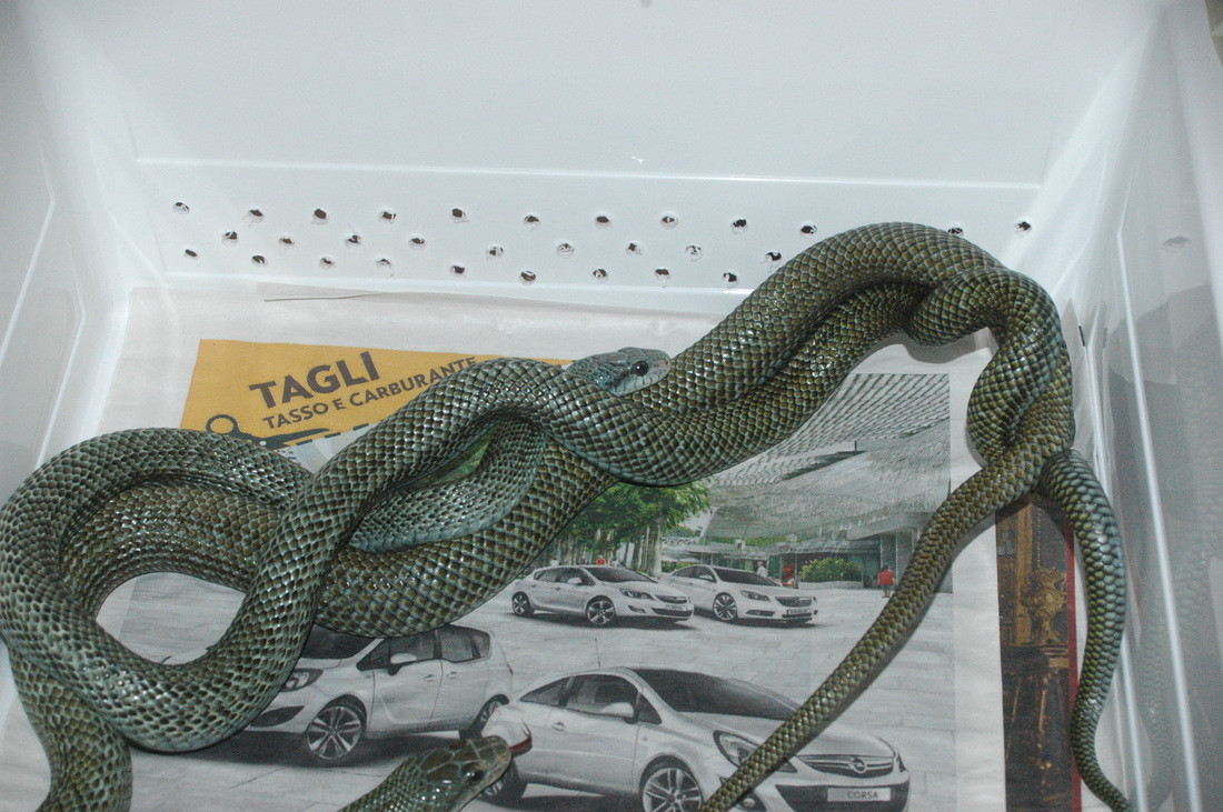 Rắn ninja rất được người Nhật yêu quý và tôn sùng. Thậm chí, họ còn vui mừng nếu thấy rắn Ninja xuất hiện trong ngôi nhà của mình. Ảnh weebly.