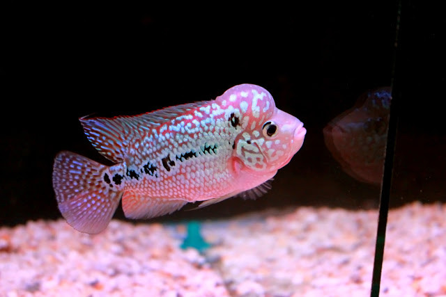 Tuy nhiên, có 4 loài cá La Hán được nuôi phổ biến và yêu thích hơn cả là Kim Cương, Thái đỏ, King Kamfa và King lai. Ảnh blogspot. 