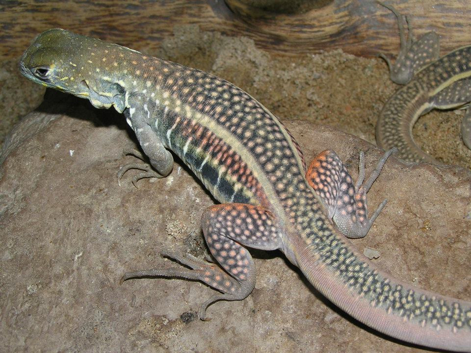 Ở Việt Nam, nhông cát Gutta phân bố ở các tỉnh Quảng Trị, Thừa Thiên - Huế, Quảng Nam - Đà Nẵng, Khánh Hòa (Nha Trang). Ảnh fbcdn.