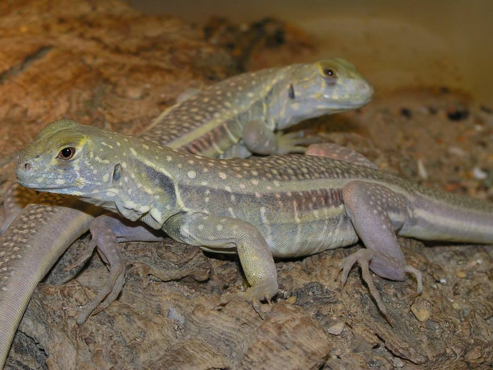 Nhông cát Gutta đẻ trứng từ tháng 4 - tháng 7 hàng năm. Ảnh fbcdn.