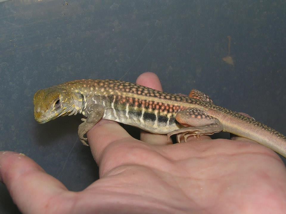  Nhông cát Gutta sống trong hang ở cồn cát, vùng gò đồi và nương rẫy ở đồng bằng trên nền đất cát hoặc pha cát. Ảnh fbcdn.