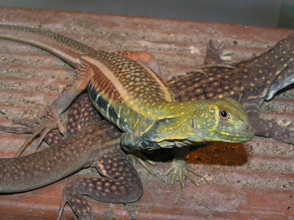 Trên thế giới, nhông cát Gutta phân bố ở Ấn Độ, Mianma, nam Trung Quốc, Malaysia, Indonesia... Ảnh fbcdn.