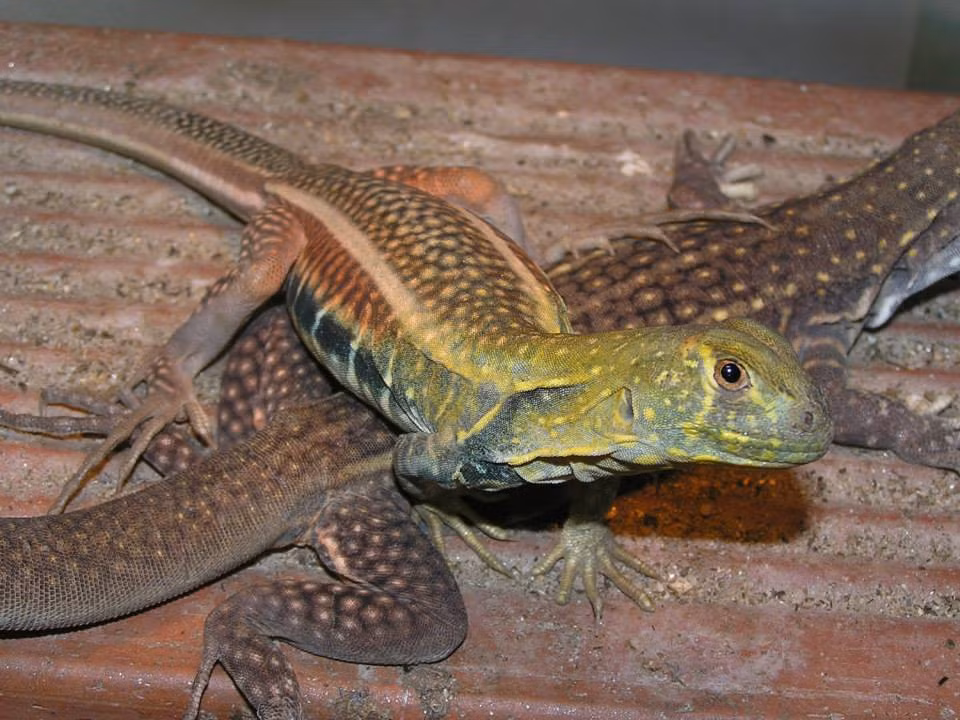 Trên thế giới, nhông cát Gutta phân bố ở Ấn Độ, Mianma, nam Trung Quốc, Malaysia, Indonesia... Ảnh fbcdn.