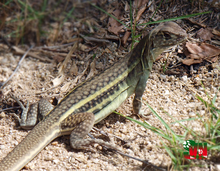 Nhông cát Gutta ăn hoa và lá cây tràng quả sục sặc, cúc, cà phê. Ngoài ra chúng cũng ăn côn trùng như châu chấu, cào cào, dế, ong, kiến... Ảnh vncreatures.