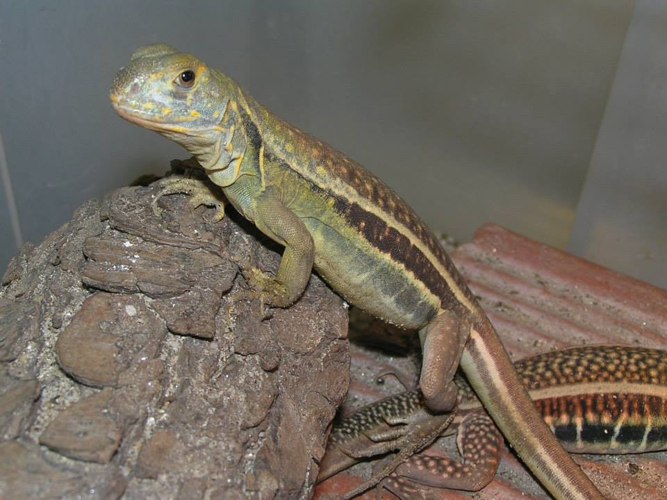 Nhông cát Gutta tự đào hang để ở. Hang của chúng có dạng ngoằn ngoèo, gấp khúc nhiều đoạn và có cửa phụ để thoát hiểm. Ảnh fbcdn.