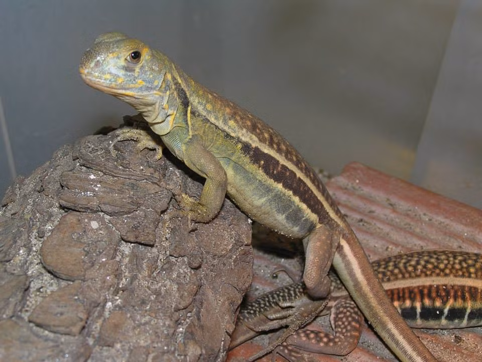 Nhông cát Gutta tự đào hang để ở. Hang của chúng có dạng ngoằn ngoèo, gấp khúc nhiều đoạn và có cửa phụ để thoát hiểm. Ảnh fbcdn.