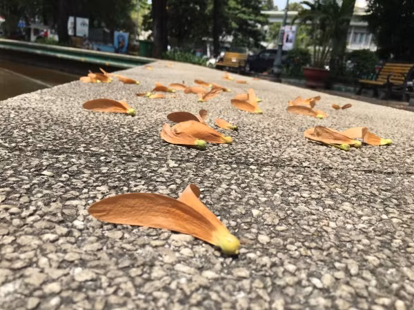 Ở nước ta, cây chò nâu phân bố tập chung chủ yếu ở các tỉnh miền Bắc như Thái Nguyên, Yên Bái, Sơn La, Tuyên Quang, Hà Giang,...Ảnh muctim.