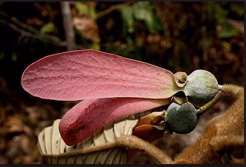 Mặc dù vậy, gỗ chò nâu xấu, chóng mỗi mọt, thường chỉ dùng đóng đồ thông thường. Những quả chò nâu không rực rỡ như cánh phượng, không thoang thoảng hương thơm như đóa lài nhưng lại có một điệu múa trong gió làm mê đắm lòng người. Ảnh Vnkings.