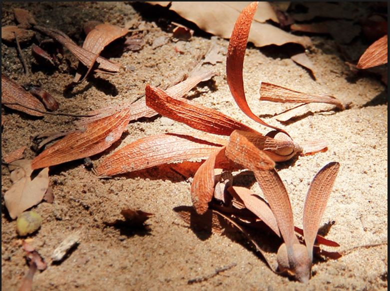 Khắp các ngã đường trung tâm như Nguyễn Thị Minh Khai, Mạc Đĩnh Chi, Lê Quý Đôn, hay khu vực nhà thờ Đức Bà luôn trải đầy những quả chò nâu vào những ngày trời trở gió. Quả chò nâu có 2 cánh dài và có lông mịn. Sáng sớm và chiều muộn là 2 thời điểm quả chò nâu rụng nhiều nhất. Ảnh bmt47.