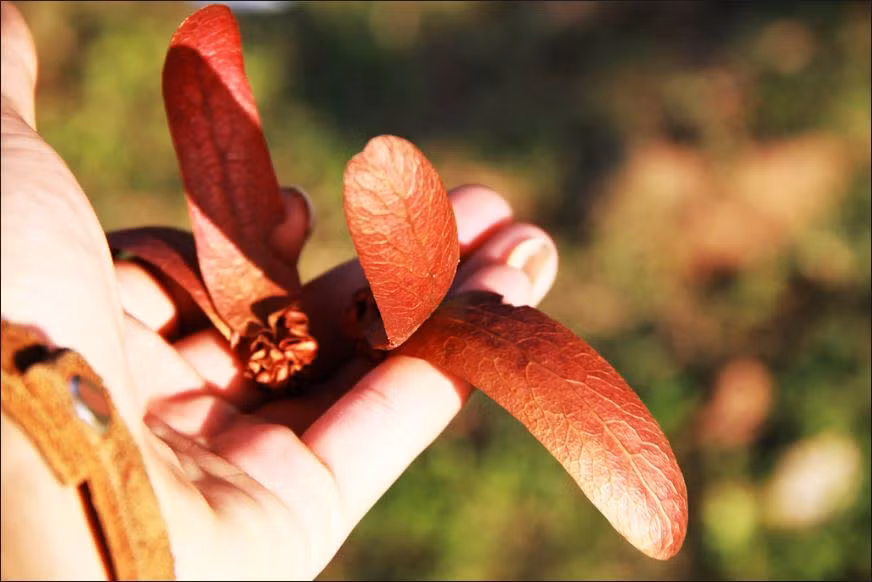 Hoa chò nâu kết từng chùm có màu nâu nhạt, khi hoa tàn, cánh sẽ chuyển màu nâu đậm hơn và được nắng hong khô trước khi thả mình xoay tít trong gió. Chò nâu là cây ưa sáng, cho tán đẹp, xanh quanh năm, dễ trồng do ít khi bị sâu bệnh. Ảnh Flickr.