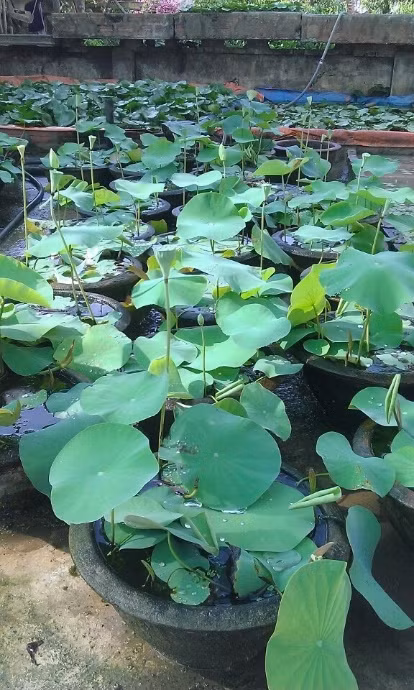 Ngày nay, sen Cung Đình được trồng trong các chậu nhỏ để làm cảnh. Loài sen này còn có mùi thơm lan tỏa hơn những loại sen khác hiện nay. Ảnh chamsoccaytrong.