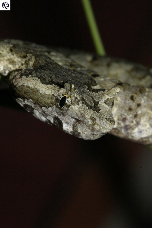 Rắn lục sừng là loài rắn rất hiếm gặp. Qua khảo sát của các nhà nghiên cứu, ở nước ta, loài rắn này mới chỉ được ghi nhận tại Sa Pa (Lào Cai), Bạch Mã (Thừa Thiên - Huế) và Phong Nha - Kẻ Bàng (Quảng Bình). Ảnh sareptiles.