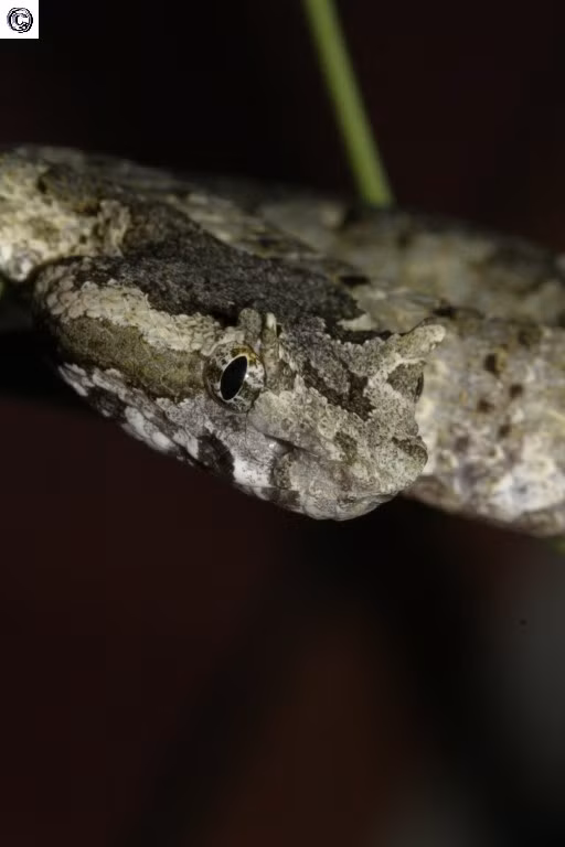 Rắn lục sừng là loài rắn rất hiếm gặp. Qua khảo sát của các nhà nghiên cứu, ở nước ta, loài rắn này mới chỉ được ghi nhận tại Sa Pa (Lào Cai), Bạch Mã (Thừa Thiên - Huế) và Phong Nha - Kẻ Bàng (Quảng Bình). Ảnh sareptiles.