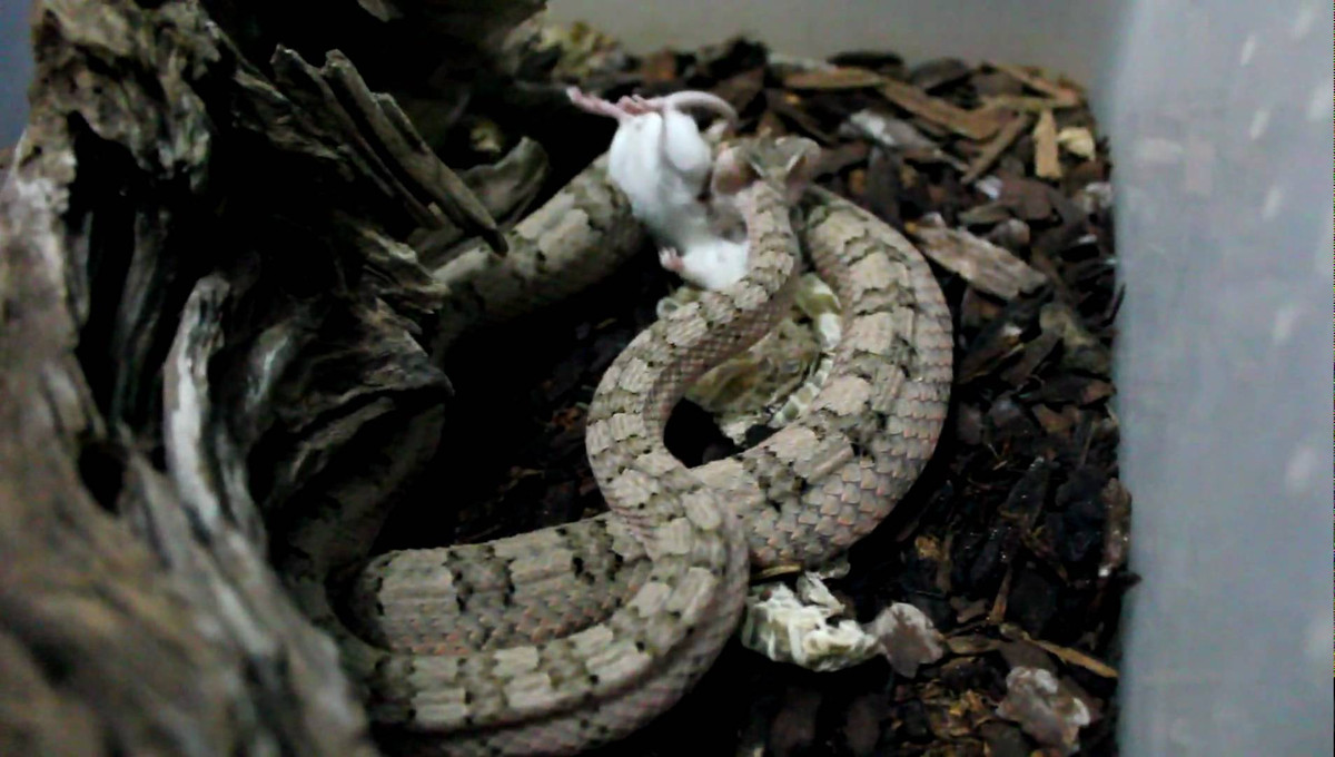 Trên thế giới, rắn lục sừng mới chỉ được ghi nhận tại duy nhất vùng núi Wuzhishan thuộc tỉnh Quảng Đông (Trung Quốc) giáp với biên giới Việt Nam. Ảnh ytimg.