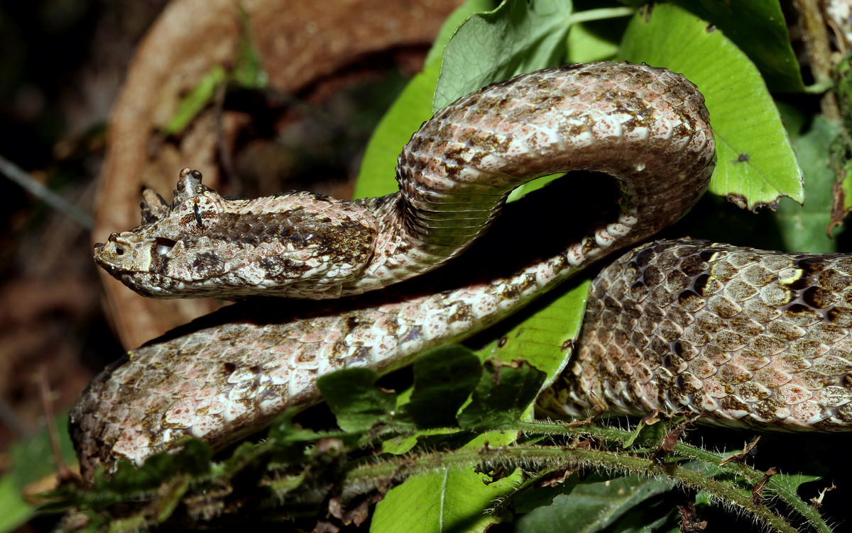 Rắn lục sừng có đặc điểm nổi bật so với các loài rắn khác là có sừng ở trên mắt, thực tế là do vảy phát triển thành. Các nhà khoa học hiện vẫn chưa rõ chiếc sừng của loài rắn này có tác dụng gì. Ảnh pinimg.