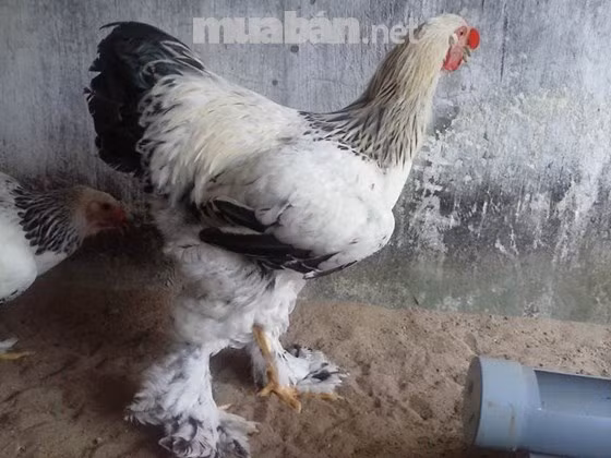 Gà kỳ lân có sức đề kháng cực tốt. Đặc biệt, giống gà này còn ấp và nuôi con giỏi thậm chí trong điều kiện khí hậu khắc nghiệt. Ảnh Muaban.