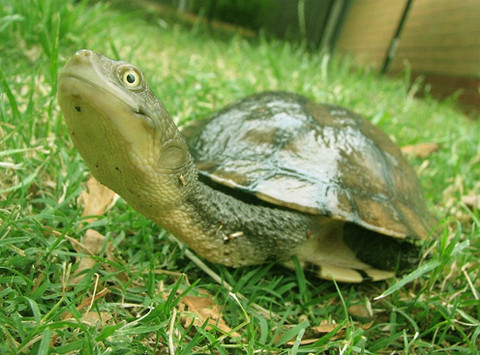 Chiếc cổ dài này được rùa cổ dài phương Đông tận dụng để săn mồi. Ảnh Canthostnews.