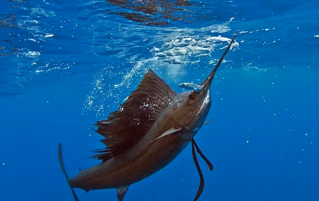 Cá cờ vừa giàu dinh dưỡng lại vừa có thể chế biến thành nhiều món ngon như kho, om nước dừa, chiên, nấu chua.... Ảnh dailymail.