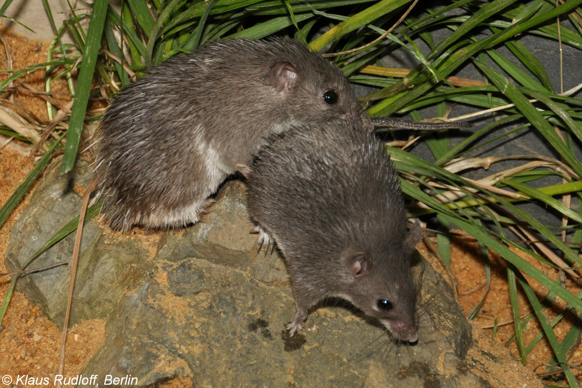 Da của nó yếu hơn khoảng 20 lần và dễ xé rách hơn 77 lần so với da của chuột bạch thí nghiệm. Ảnh biolib.