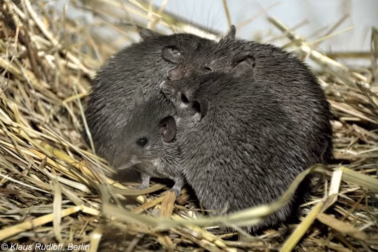  Chuột gai châu Phi có tên khoa học là Acomys percivali. Đây là một loài động vật có vú sống tại vùng núi ở miền trung Kenya. Ảnh biolib.