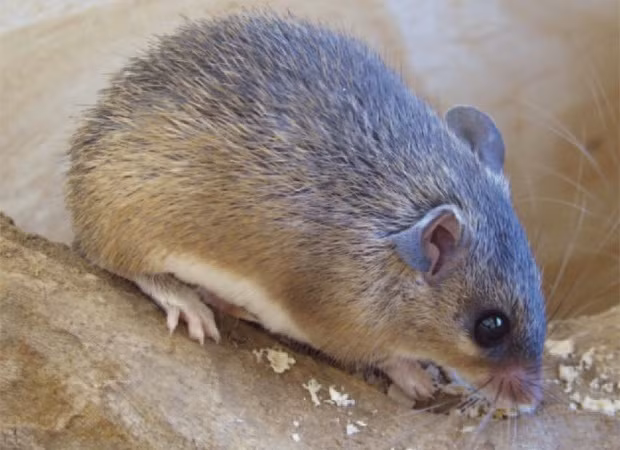 Nếu chuột gai châu Phi bị thương thì đến hôm sau, vết thương đó có thể được thu nhỏ tới 64%. Vì thế mà việc bị rách da dù lớn đến đâu cũng ảnh hưởng đến loài chuột gai. Ảnh blogspot.