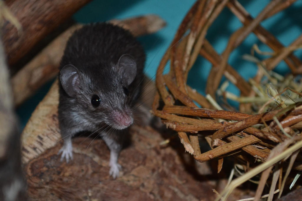 Chuột gai châu Phi là một trong những loài động vật sở hữu lớp da mỏng nhất thế giới. Ảnh staticflickr.