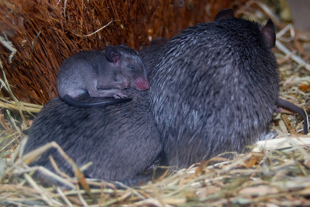 Không những vậy, chuột gai châu Phi còn có thể tái sinh cả lớp lông, tuyến mồ hôi, thậm chí là cả sụn chỉ trong một vài ngày và không để lại sẹo. Ảnh staticflickr.