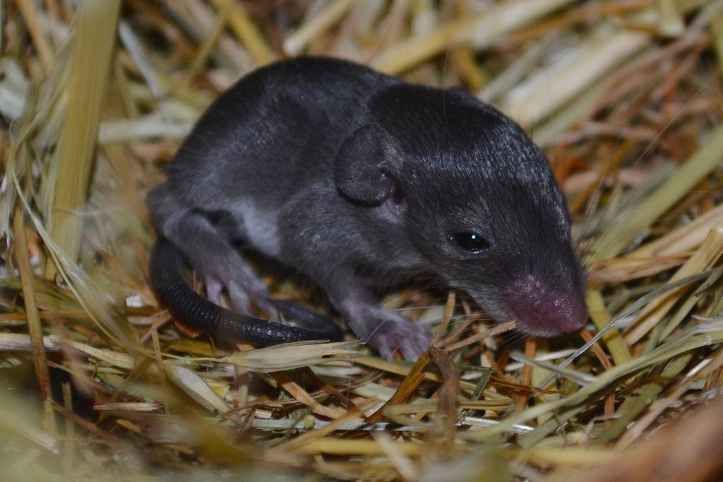 Khi bị kẻ thù bắt, chuột gai châu Phi có thể lột bỏ 60% da của mình để tẩu thoát. Ảnh staticflickr.