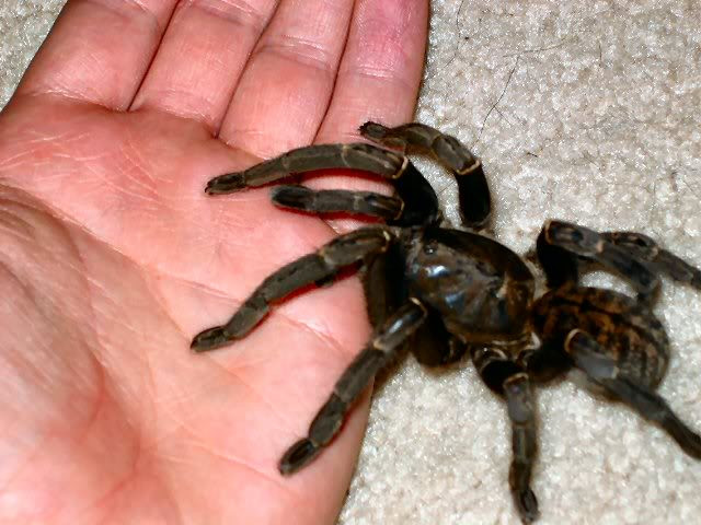 Nhện hùm có tên khoa học là Haplopelma Longipedum. Đây là loài nhện độc khổng lồ sinh sống nhiều tại một số khu rừng ở khu vực miền Nam của Việt Nam. Ảnh blogspot.