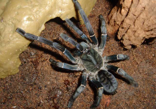 Nhện hùm có thể đạt chiều dài tới 15cm và nặng gần 100g. Ảnh blogspot.