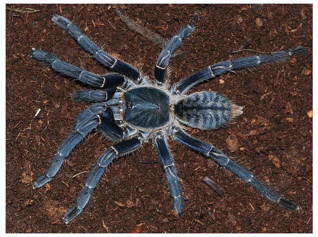 Được mệnh danh “hùm xám phòng the”, loài nhện này được coi là đặc sản của nam giới, giúp tăng cường khả năng tình dục. Ảnh blogspot.